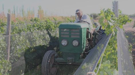 Productores vitivinícolas dicen que esta es la peor crisis de la historia y harán un reclamo (Enrique Pfaab - Los Andes)