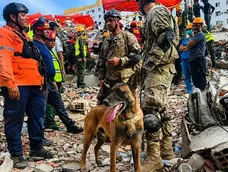 Bart, el perro argentino héroe: Ee can halló con vida a dos niños atrapados bajo los escombros 96 horas después de los terremotos en Venezuela.