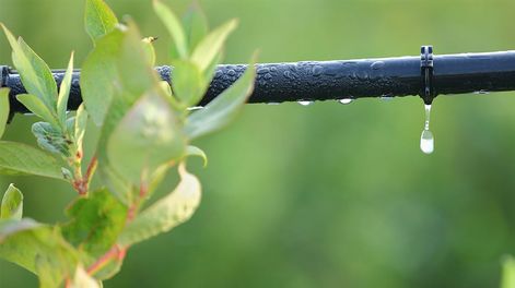 Los Andes | En Maipú alternan cultivos de cebolla y de ajo bajo riego por goteo, con cultivos-cobertura para recuperar los nutrientes que se pierden durante la producción.