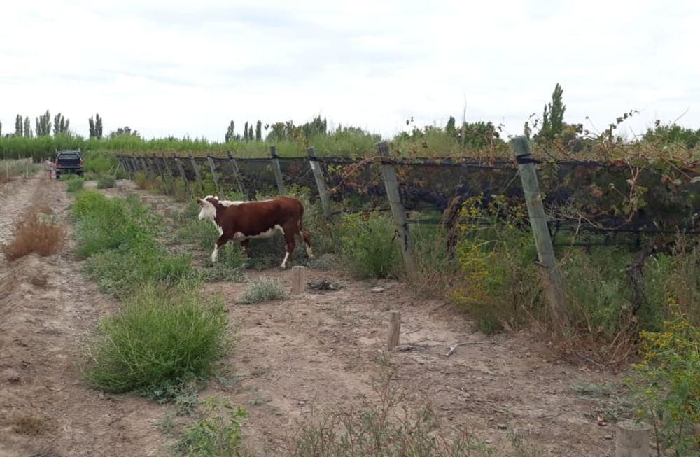 El productor ha traído 60 animales a su finca de Algarrobo Grande en Junín. - Gentileza