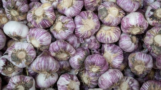 Con la nueva cosecha cerca, los problemas para encontrar mano de obra se agudizan. Muchos aseguran que no lograrán levantar todo lo producido. / Ignacio Blanco