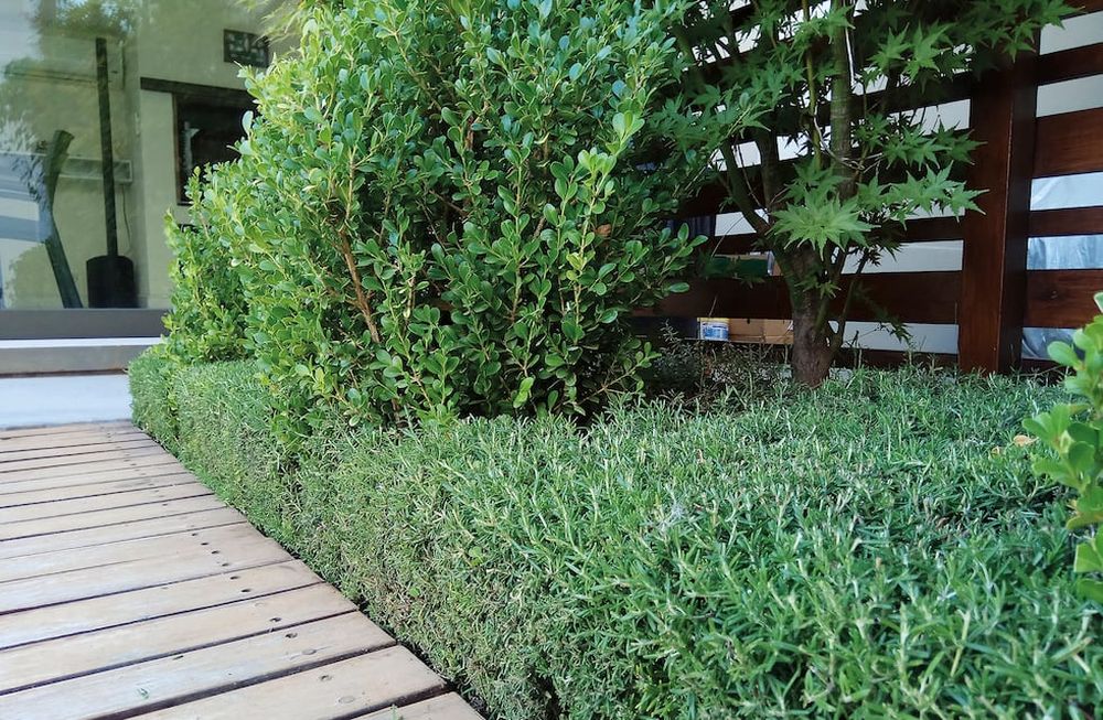 Cómo lograr un paisajismo comestible en tu jardín