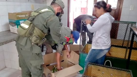 Los animales fueron trasladados al Zoológico Municipal del Chaco para recibir el cuidado necesario para su posterior reinserción natural. / Foto: Gobierno Nacional