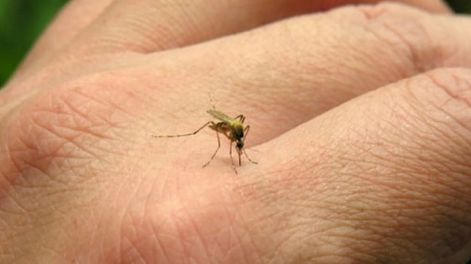 Brote de dengue: en lo que va de 2024 ya se registraron casi la mitad de casos que en todo 2023 en Mendoza