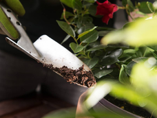 No lo tires más: el abono natural que tus plantas aman y siempre va a la basura