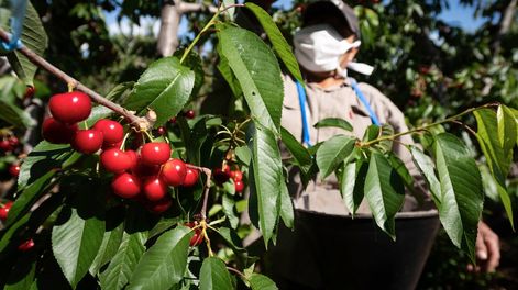 Los Andes | Si bien el pronóstico del IDR auguraba una temporada con buen volumen y la posibilidad de colocar producto en el exterior, las lluvias complicaron la cosecha de la fruta y ahora su destino es incierto. Foto: Ignacio Blanco / Los Andes
