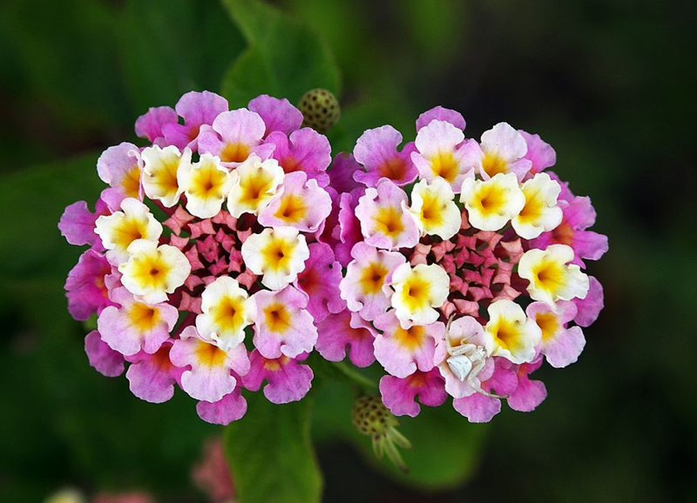 En el jard&iacute;n, las plantas y la jardiner&iacute;a regalan color durante todo el a&ntilde;o.