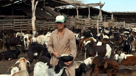Video: Mendoza es la segunda productora de cabras del país pero la sequía pone en jaque la actividad