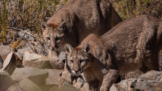 Fotos y video: el impactante avistaje de una puma y sus dos crías comiendo en Villavicencio que parece la secuencia de un documental. Foto: Gentileza Martín Pérez (@cuyo.birding.3)