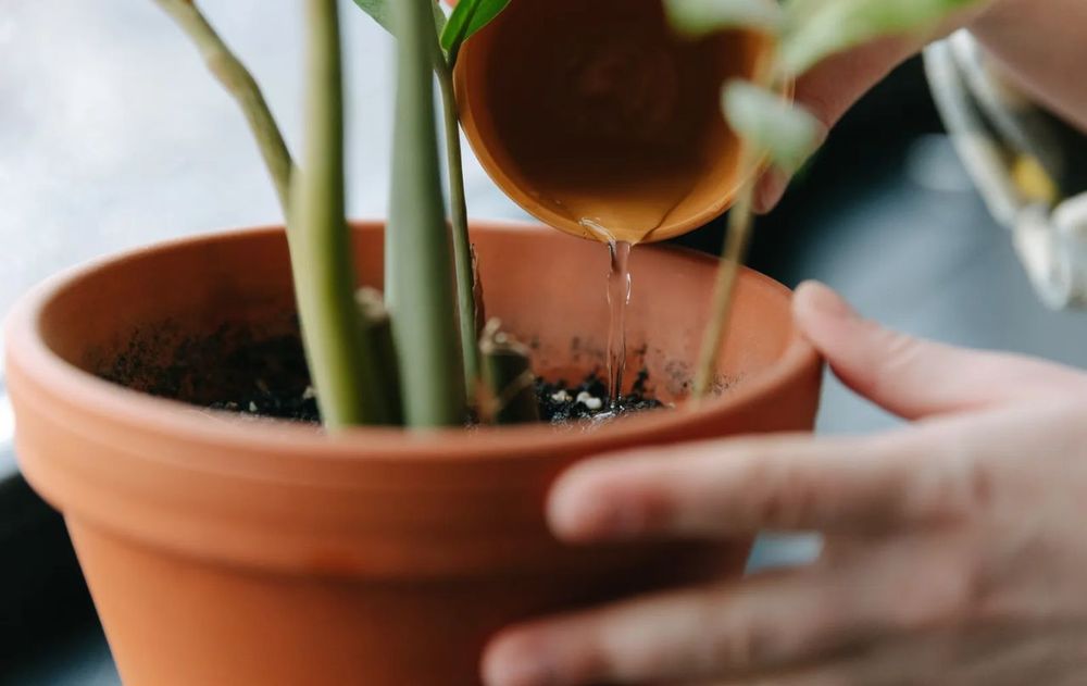Este truco casero para las plantas no daña el entorno pero si puede provocar daños en la piel si no se utilizan guantes al rociar el agua y el vinagre.