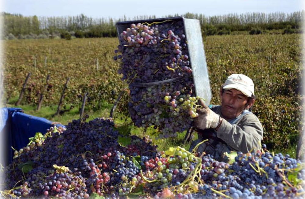 Vitivinicultura, ¿el pasado fue mejor?