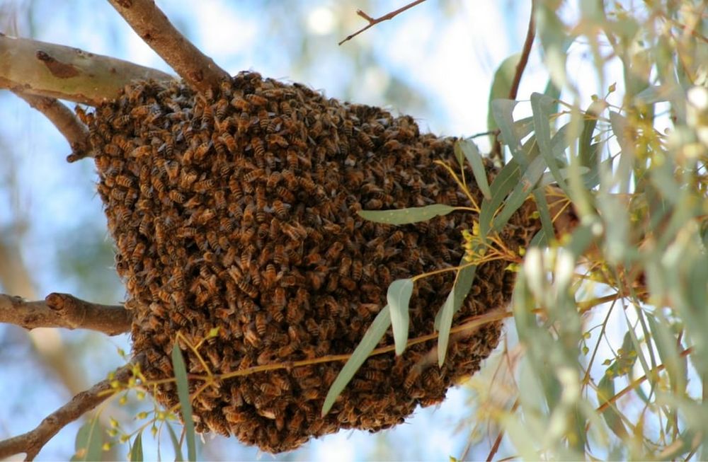 Fue atacado por un enjambre de abejas en Corriente