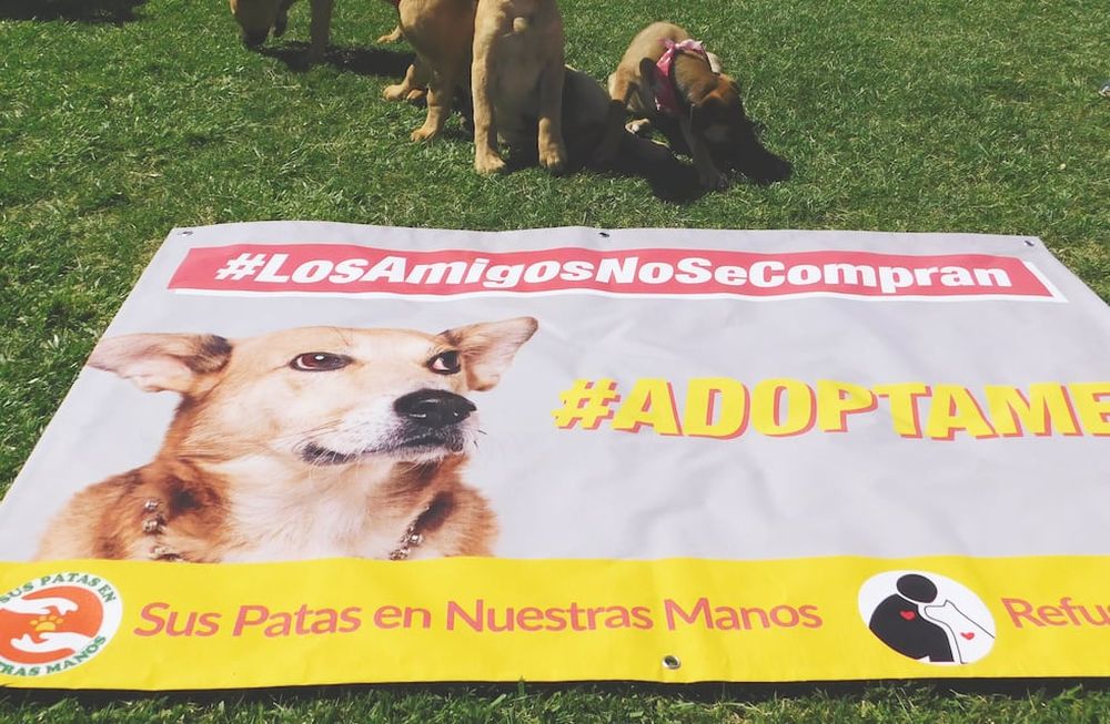 Buscan incentivar la adopción de perros