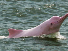 Boto, el delfín rosado del Amazonas que está en peligro de extinción.