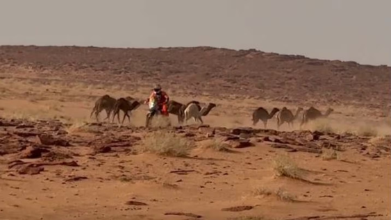 Dakar: la arriesgada maniobra del argentino Benavides para esquivar a los camellos.