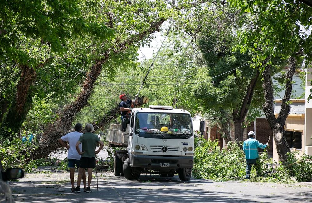 Continúan los trabajos en el arbolado tras el zonda ocurrido el 28 de octubre