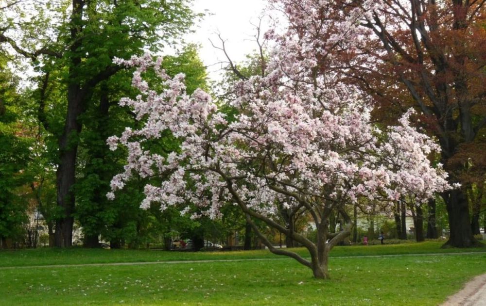Este árbol es un compañero ideal para disfrutar del aire libre durante los días más cálidos, ofreciendo sombra estable y un entorno armónico.