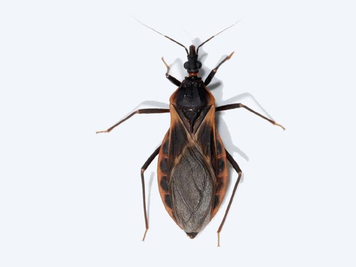 La enfermedad de Chagas es potencialmente mortal ya que puede provocar insuficiencia cardíaca congestivas.
