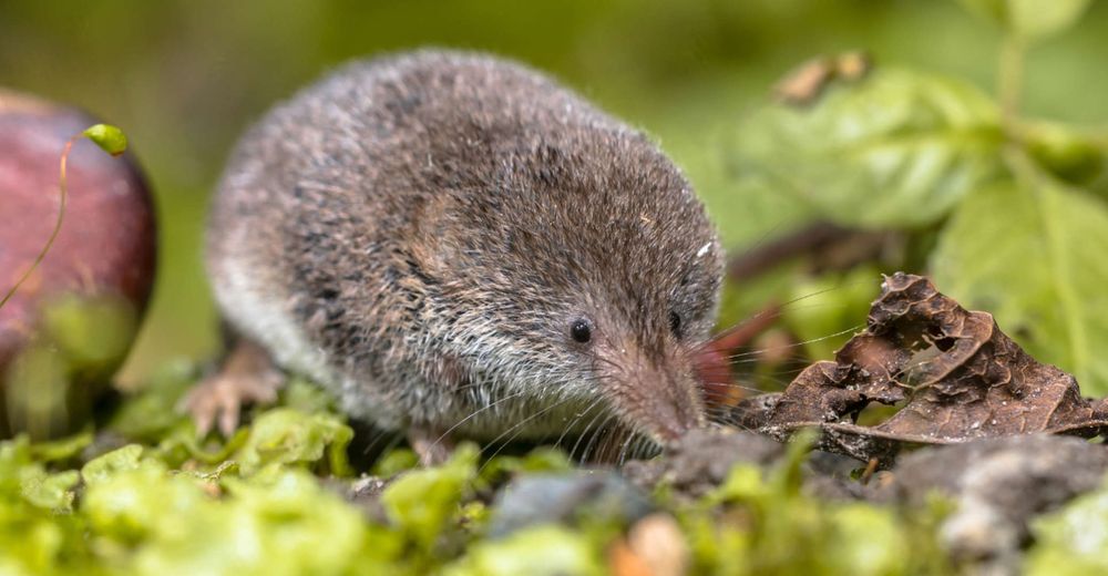 El pequeño mamífero más buscado: la musaraña del Monte Lyell fue ...