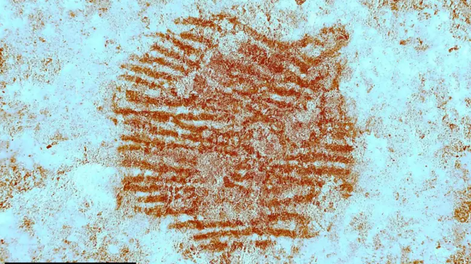 Investigadores españoles encontraron la huella digital de un neandertal en una piedra.&nbsp;