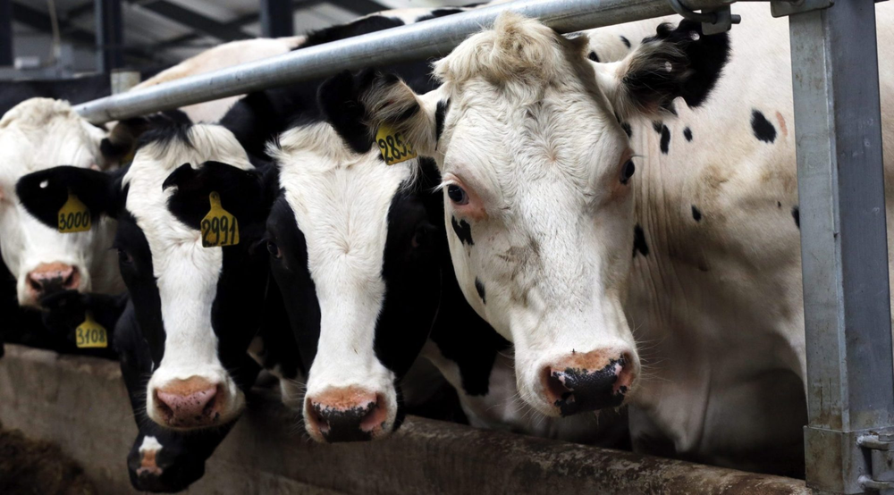 Francia registró la primera muerte humana por el virus Shamonda que se creía exclusivo de vacas