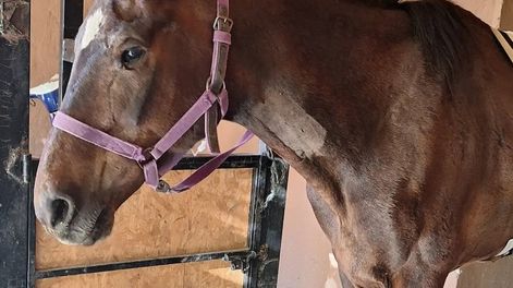 Piden ayuda para pagar la cirugía de Lunera - Asociación Pempa