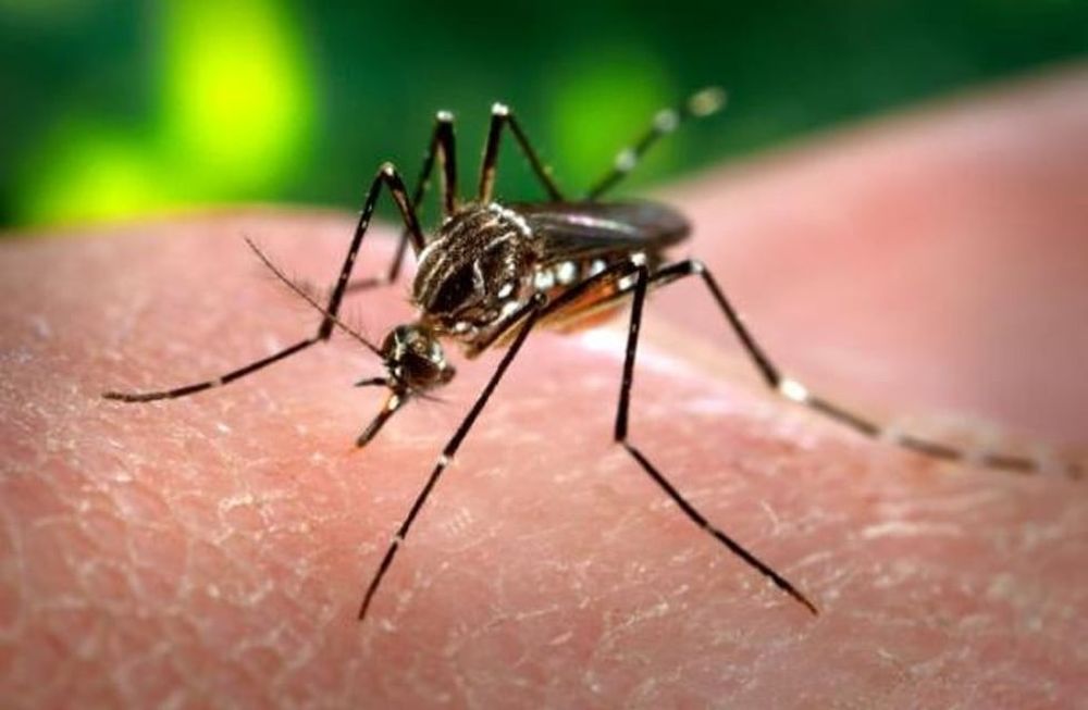 Las cinco claves de la fiebre amarilla: contagio, síntomas, tratamiento y más