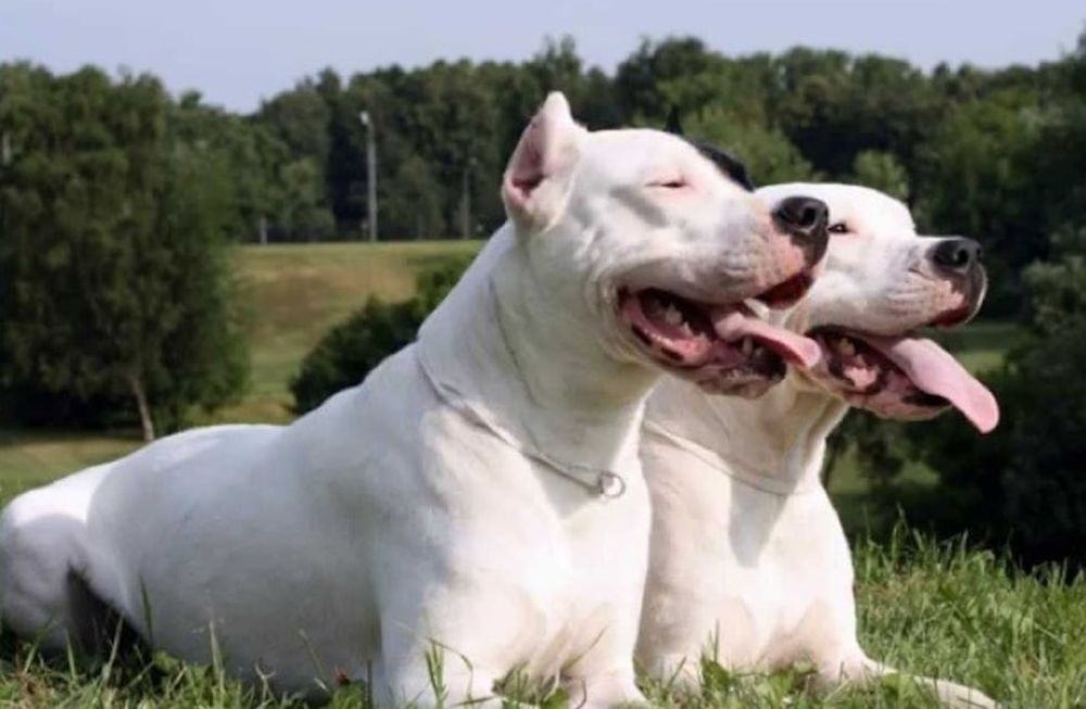 “Yacaré del Zenta”, el perro puntano que se consagró en España
