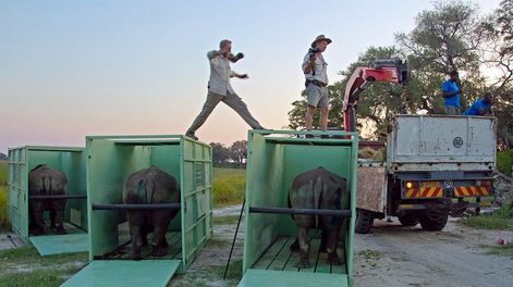 Rinocerontes: historia de un transporte aéreo y de una liberación