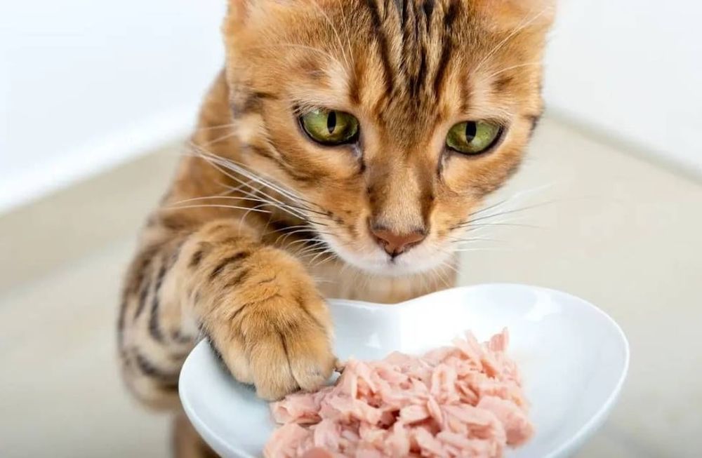 Cuáles comidas son aptas para los gatos