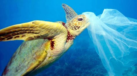 Biodiversidad en riesgo:  la dura vida marina