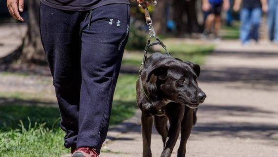 Maipú realizó el pasado fin de semana una caminata saludable en donde las mascotas fueron las grandes protagonistas de la jornada. Foto: prensa Maipú