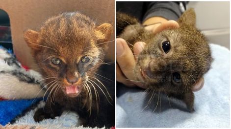 Yaguarundí rescatado en Paraná: felino enigmático, deja en evidencia la urgencia de conservar nuestros hábitats.