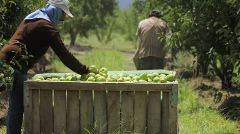 Los Andes | Anuncian subsidios eléctricos para productores mendocinos afectados por las heladas tardías
