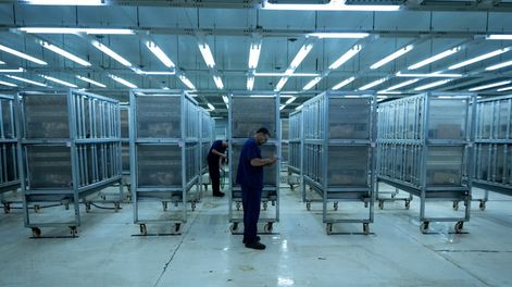 Los Andes | La Bioplanta de Iscamen es la encargada de criar la Mosca del Mediterraneo macho estéril para el control de plagas. Foto: Ignacio Blanco / Los Andes