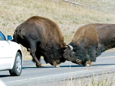 Pelea de bisontes en la carretera de Yellowstone.&nbsp;