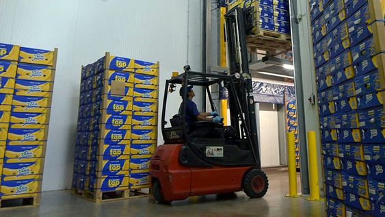 La empresa mendocina Don Jaime, comercializa bananas de Ecuador, frutillas y Kiwis de Chile en sus plantas  y cámaras refrigerantes en el Mercado Cooperativo de Guaymallén/ Foto: Orlando Pelichotti