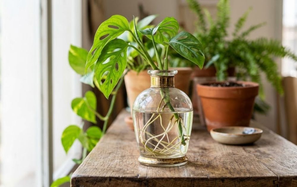 Usá los frascos transparentes para enraizar plantas en agua.