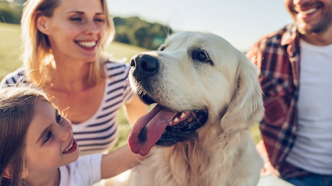 13 razas de perros ideales para tener en familia y en un hogar lleno de amor