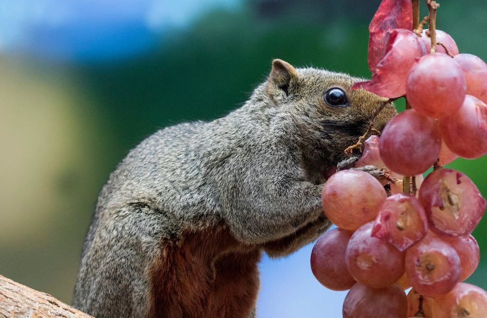 Las especies exóticas invasoras causan severos impactos en la economía, la salud pública, la cultura y la biodiversidad. (Web)