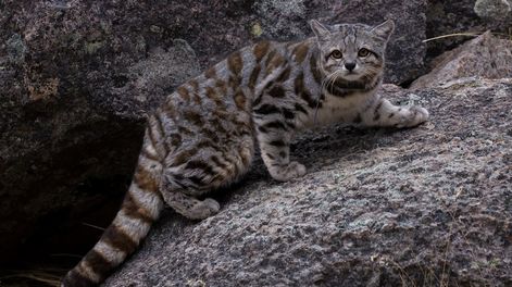 Los Andes | “El fantasma de los Andes”: filmaron a un ejemplar del misterioso gato andino en Uspallata. Foto: Imagen ilustrativa Gentileza: Juan Reppucci - AGA