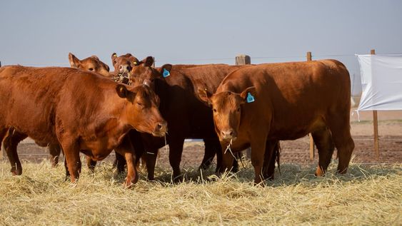 Vuelve la Vendimia Ganadera a Estancia Bodega El Retiro