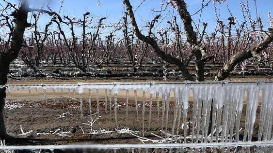 El sistema cubrirá a los adheridos ante siniestros de heladas y granizo entre el 1 de septiembre de 2022 y el 31 de mayo de 2023.Foto: Claudio Gutiérrez  Los Andes