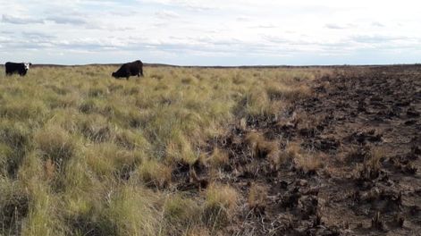 Los Andes | Incendios forestales en General Alvear avanzaron sobre 20 mil hectáreas de campos ganaderos y causaron la muerte de unas 400 vacas. Gentileza