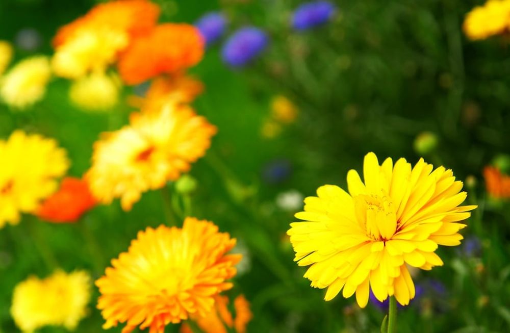 Colores en el jardín: Conocé cómo el amarillo atrae a los insectos como ningún otro