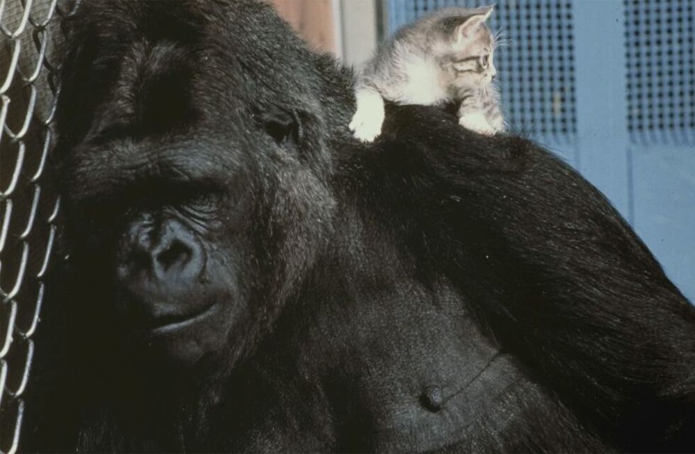 Murió Koko, la gorila que hablaba y amaba a los gatos