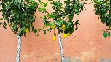Este sencillo truco puede contribuir a mantener el limonero en mejores condiciones durante la temporada de invierno.