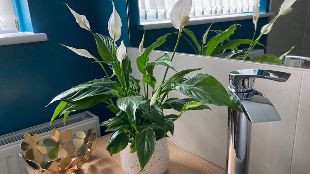 No es para decorar: cuál es la planta que aporta calma y ayu