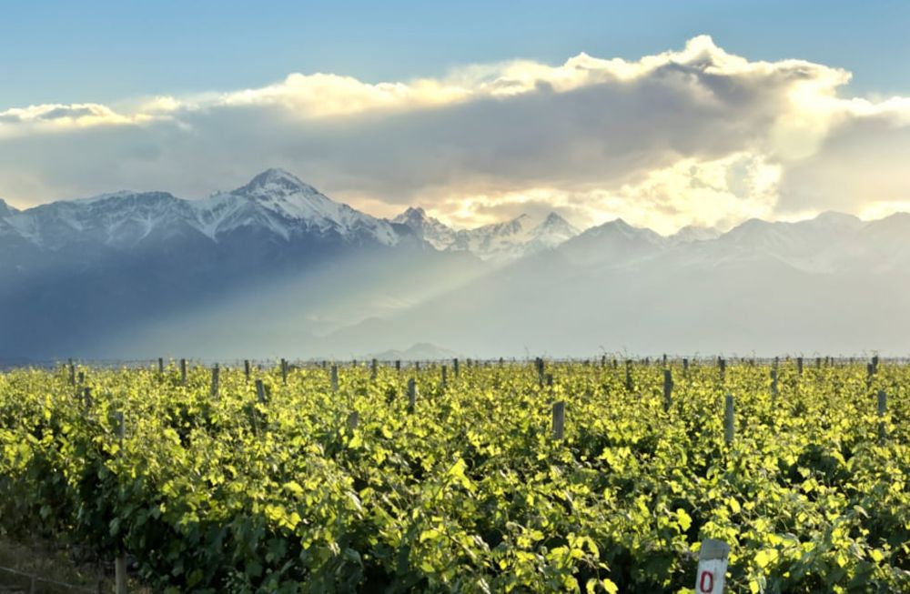 Herencia de viñedos y repartir sin perder la unidad