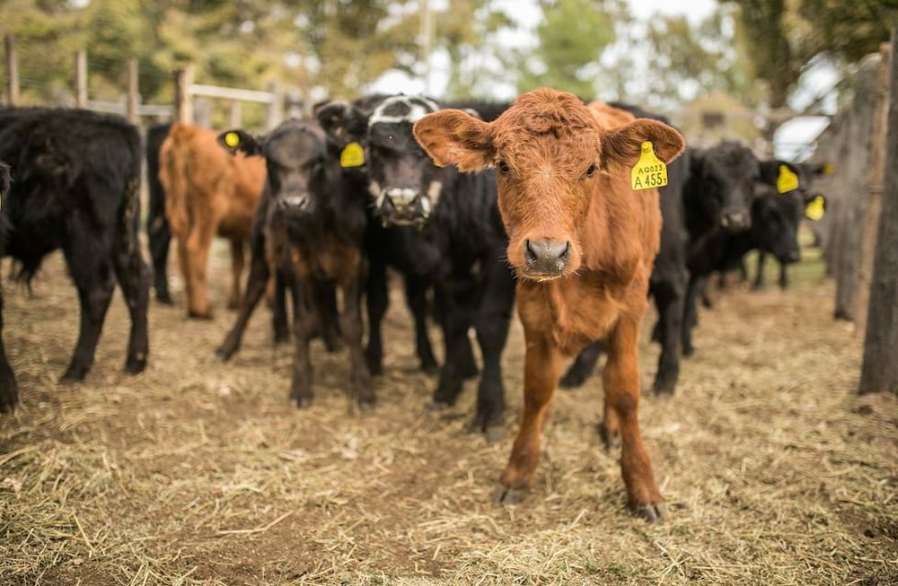 Sumá tu empresa al Especial Ganadería
